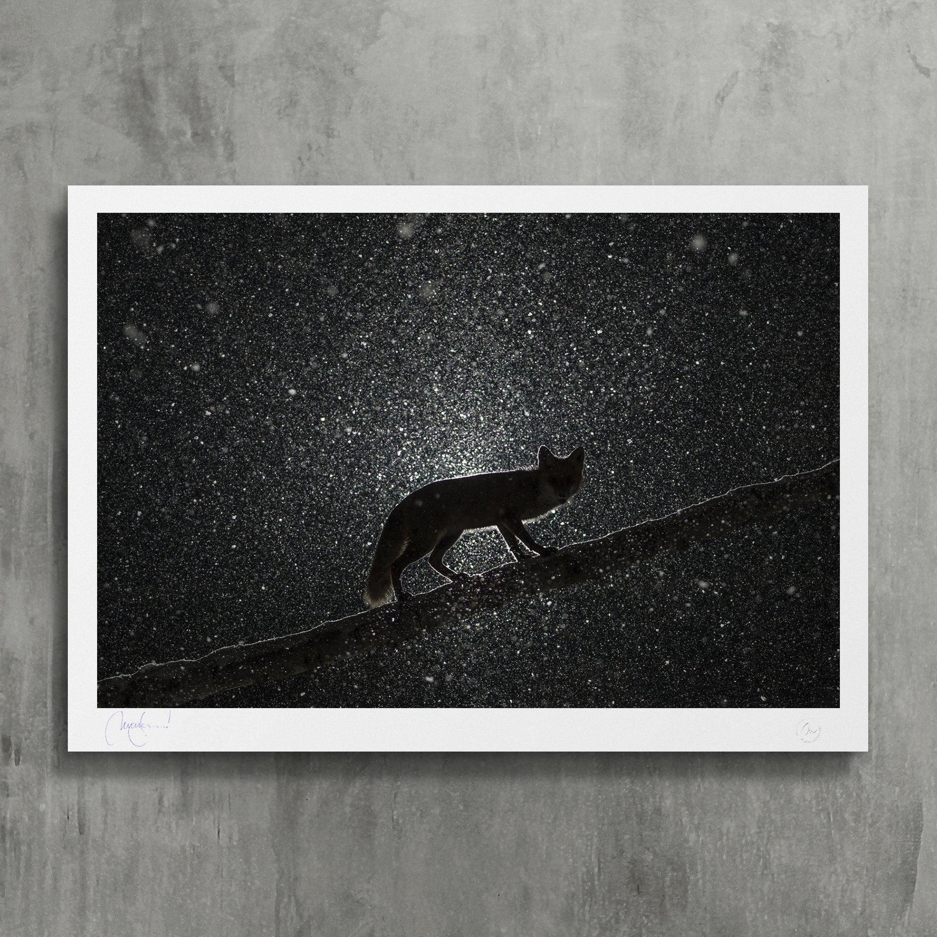 Roxy amongst the stars - photo fine art print