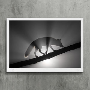 Fox revelation - photo fine art print