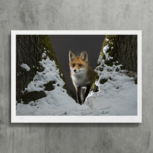 Roxy and snow - photo fine art print
