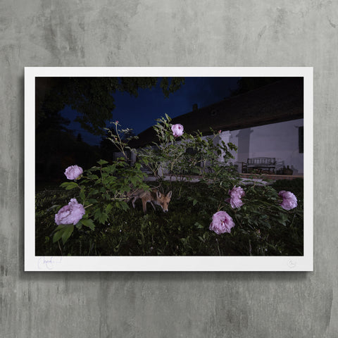 Under the blooming bush- photo fine art print