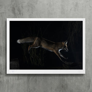 Jumping fox - photo fine art print