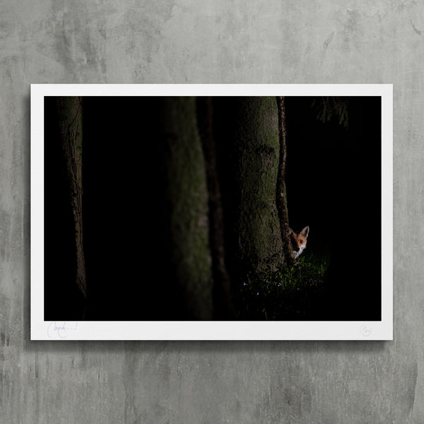 Roxy in pine forest  - photo fine art print